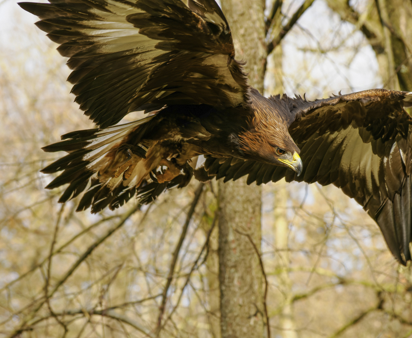 majestätisch der Flug ..