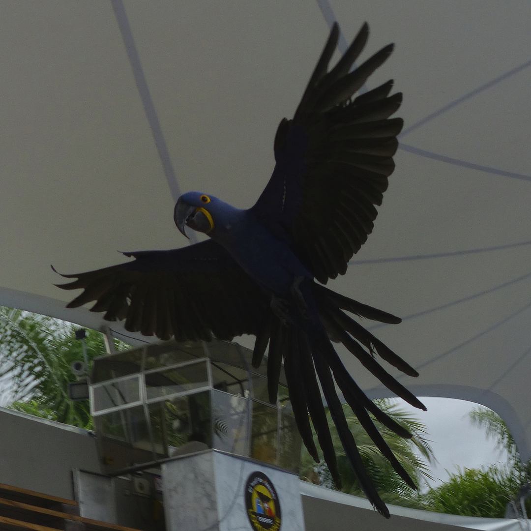 Majestätisch dieser Vogel