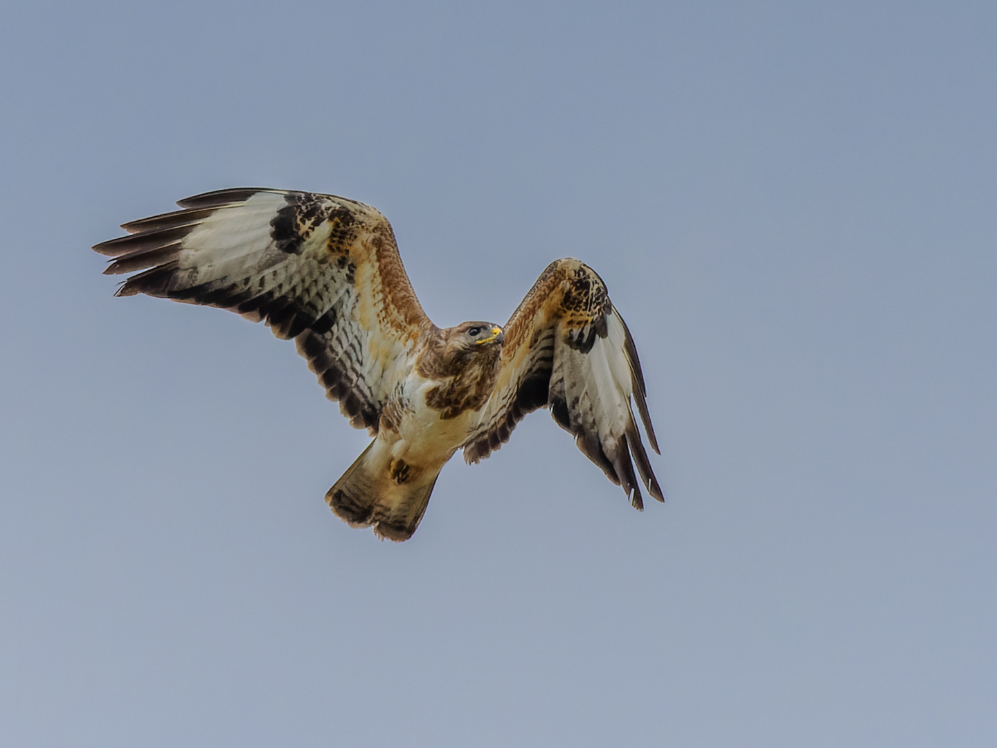 Majestätisch fliegt der Bussard dahin