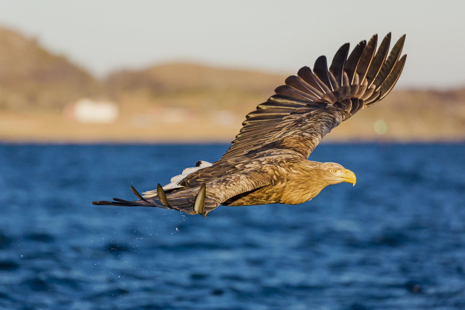 Majestätisch fliegt er davon 