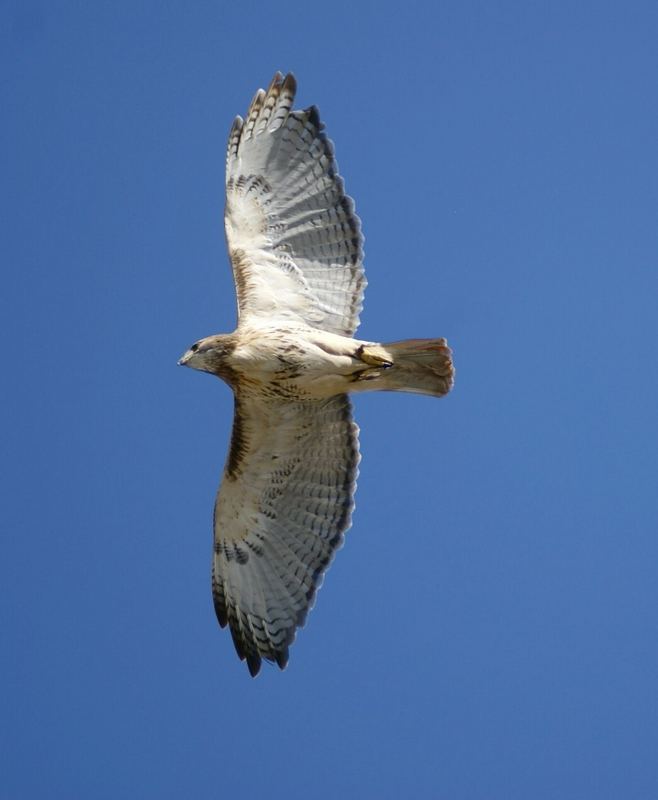 Majestätisch - Greifvogel-Flugshow - Aguilas del Teide