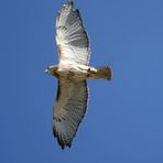 Majestätisch - Greifvogel-Flugshow - Aguilas del Teide