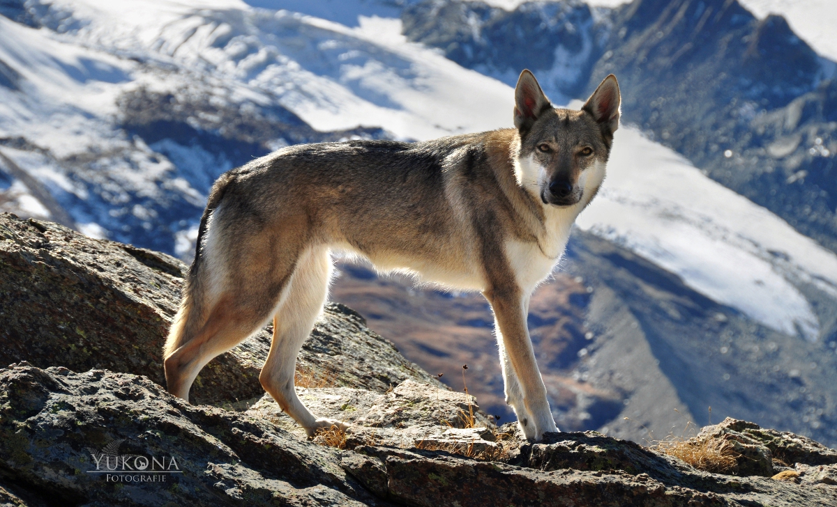 Majestätisch im Land der Gletscher