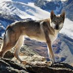 Majestätisch im Land der Gletscher