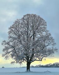 Majestätisch im Winterlicht