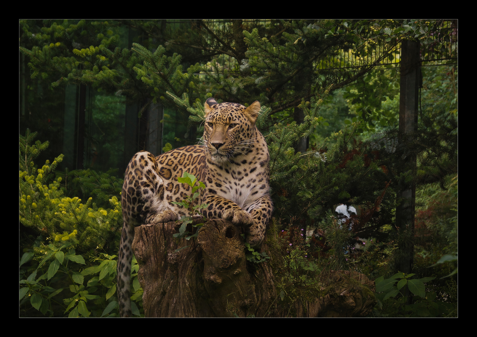 Majestätisch im Zoo