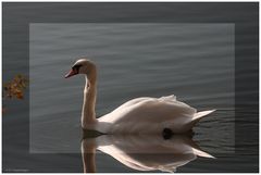 Majestätisch schwimmt er vorrüber.