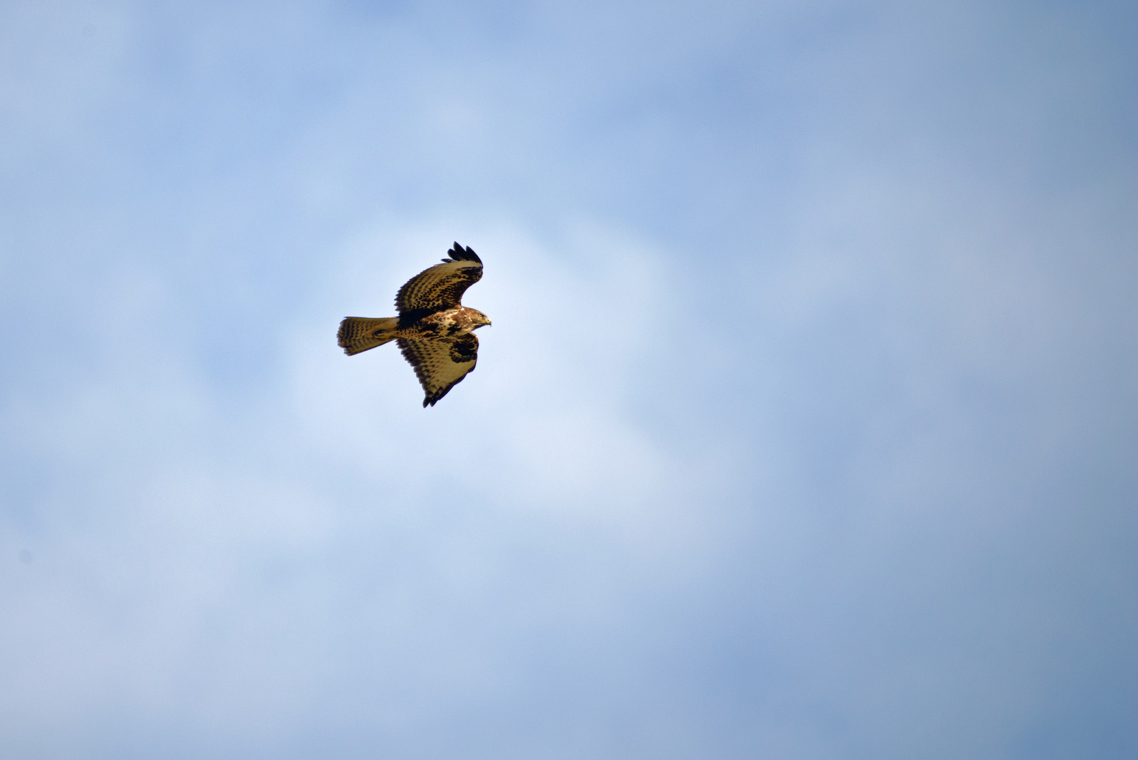 Majestätische Flug. 