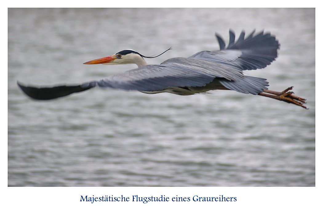 Majestätische Flugstudie eines Graureihers