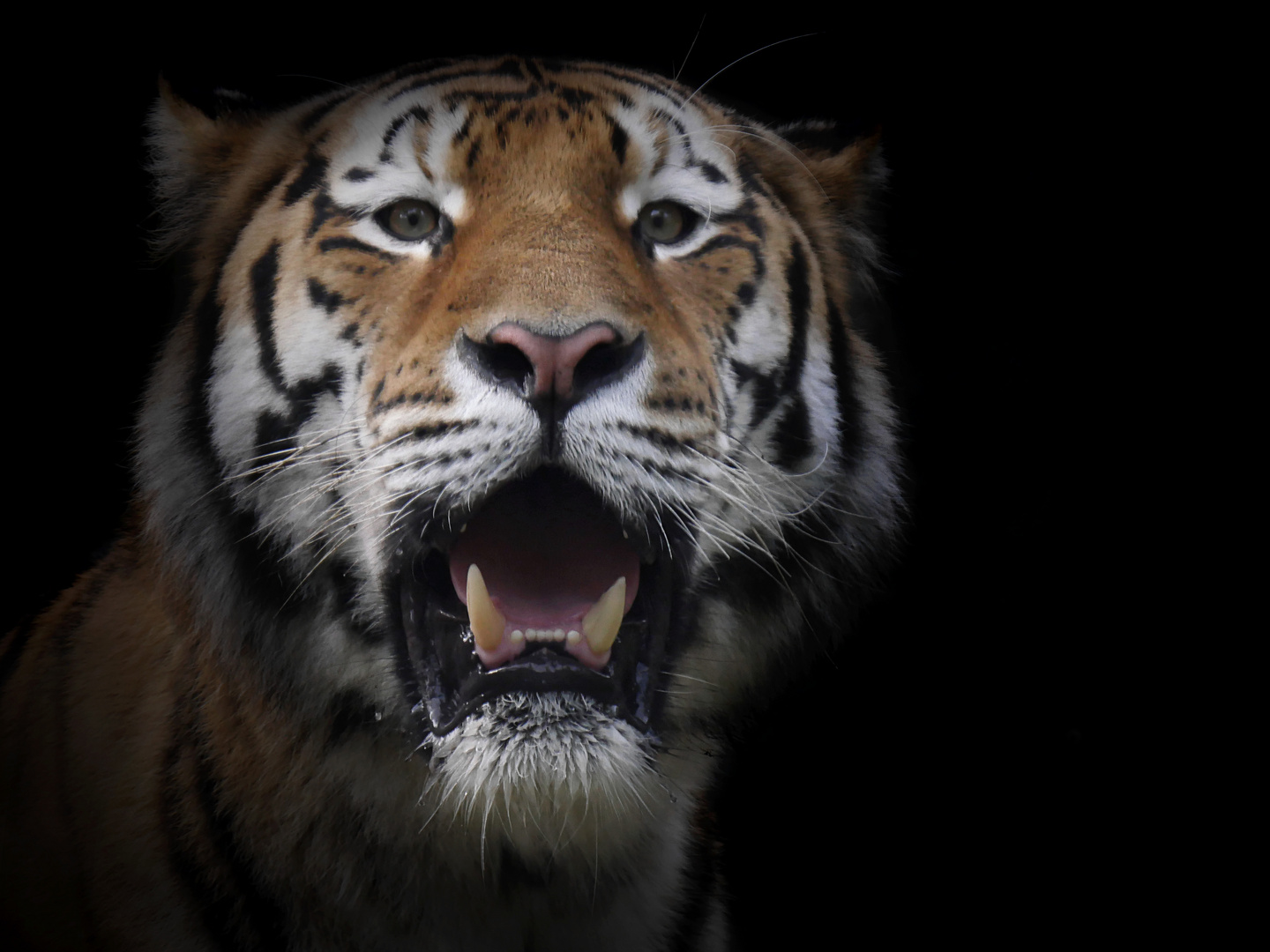 majestätische Großkatze...der Tiger