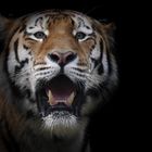 majestätische Großkatze...der Tiger