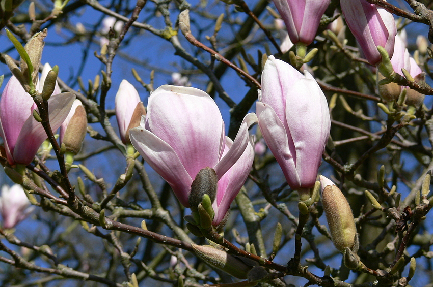 ...majestätische Magnolienblüten...