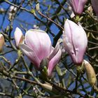 ...majestätische Magnolienblüten...