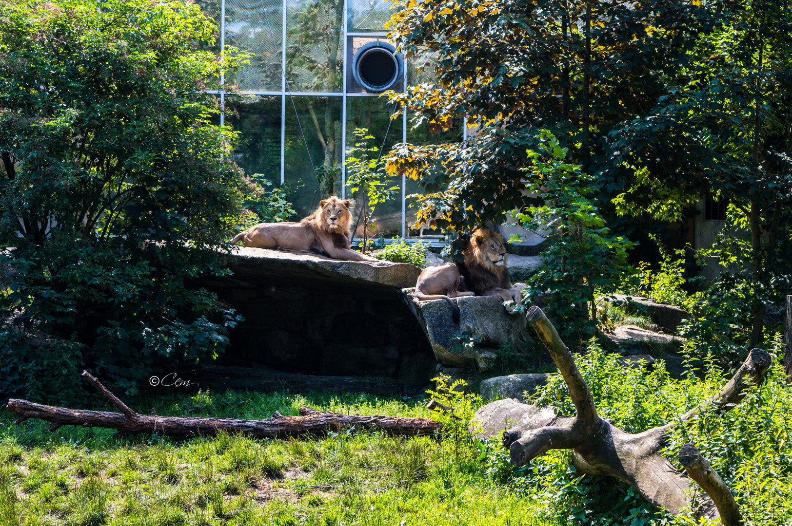 majestätische Tiere