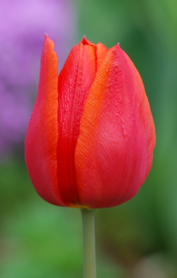 Majestätische Tulpe