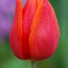 Majestätische Tulpe
