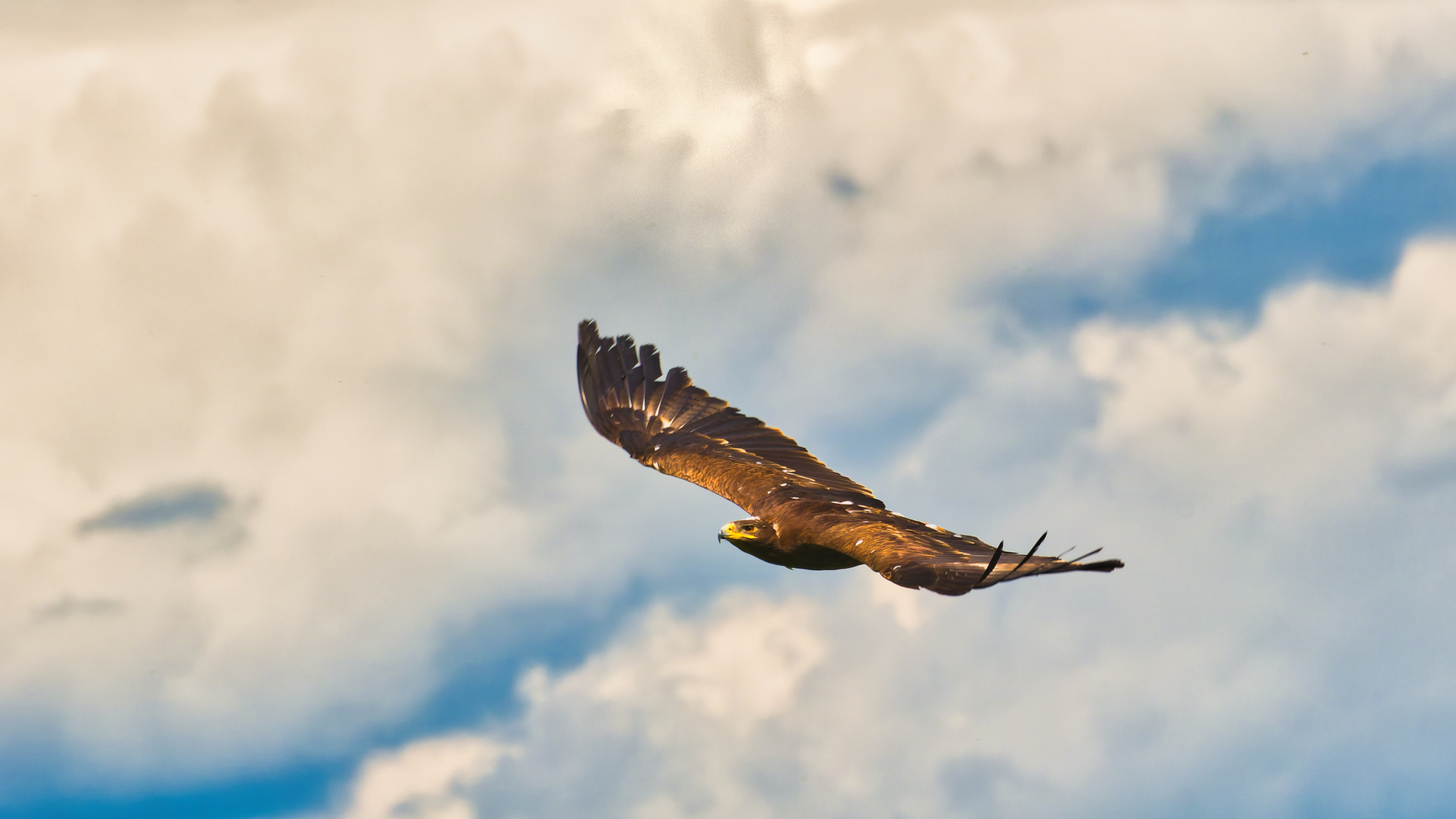 Majestätischer Adlerflug bei einer Flugschau