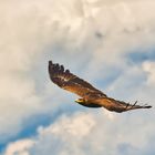 Majestätischer Adlerflug bei einer Flugschau