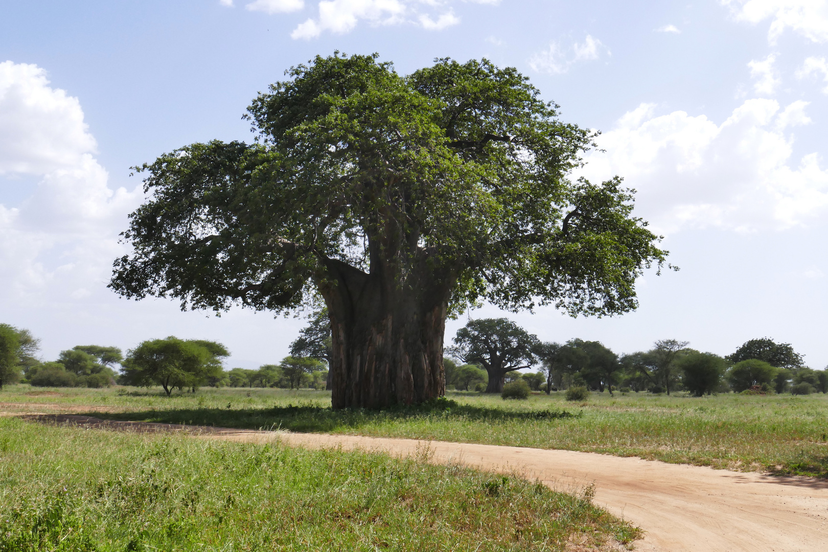 ...majestätischer Baobab...