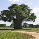 ...majestätischer Baobab...