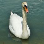 Majestätischer Besuch am Angelplatz