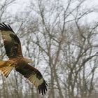 Majestätischer Flieger