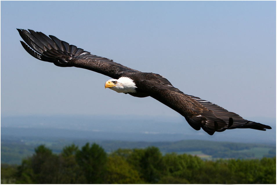 majestätischer Flug