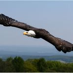 majestätischer Flug