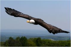 majestätischer Flug