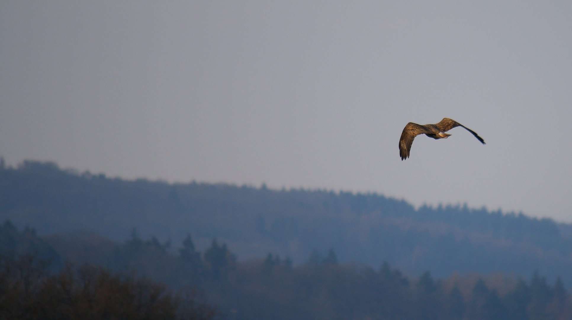 Majestätischer Flug