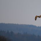 Majestätischer Flug