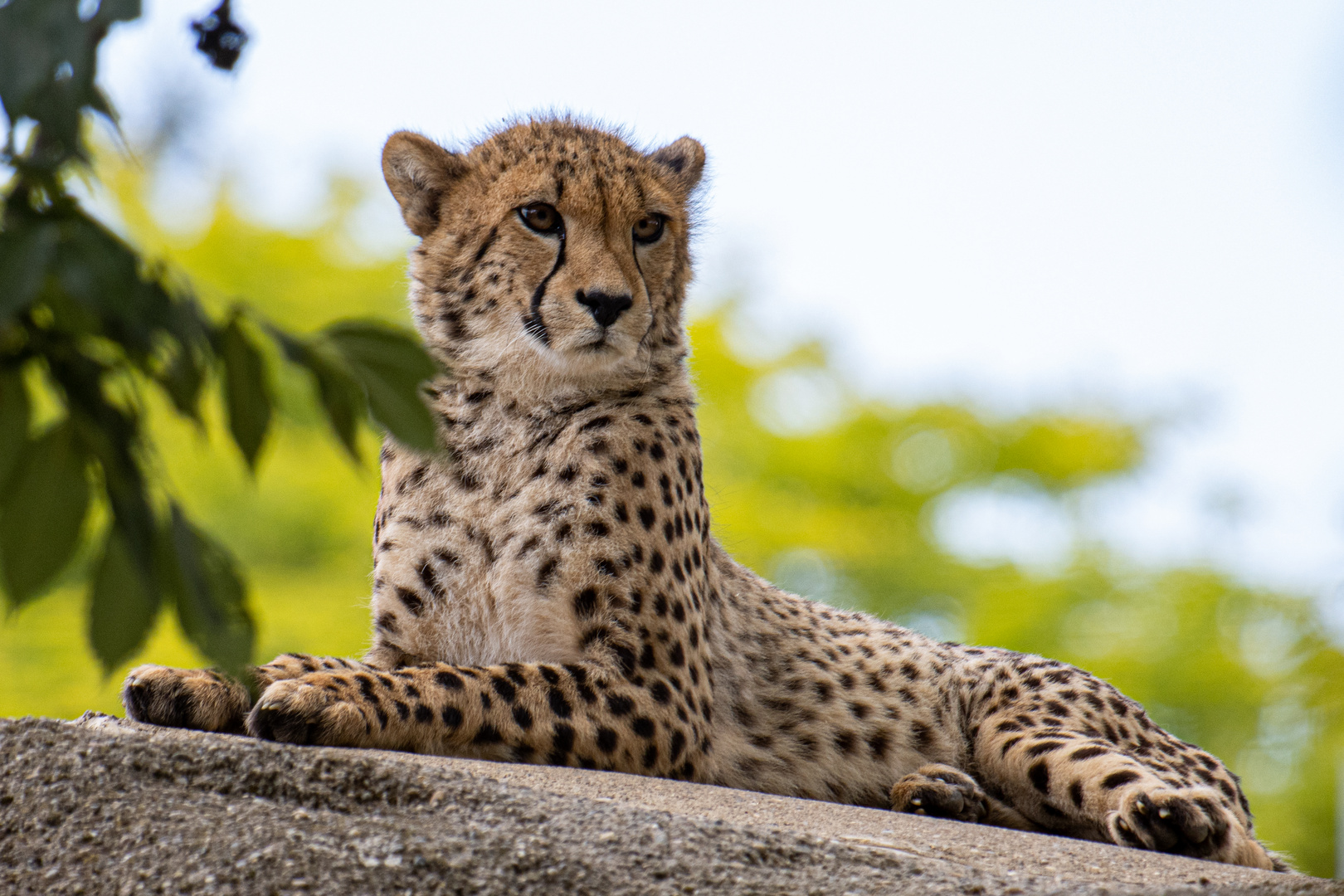 majestätischer Gepard