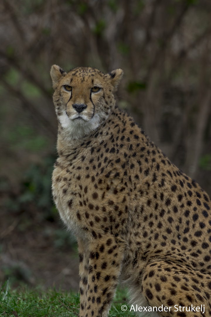 ~ Majestätischer Gepard ~