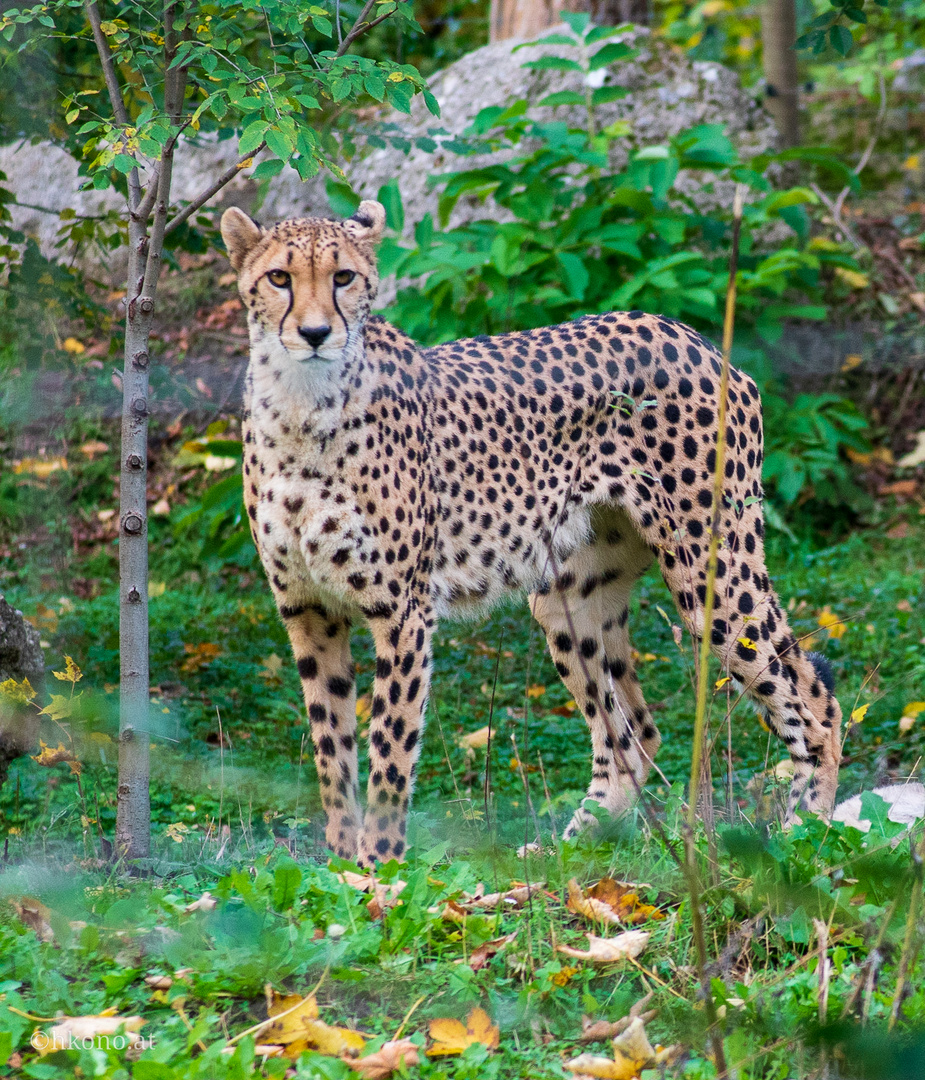 Majestätischer Gepard