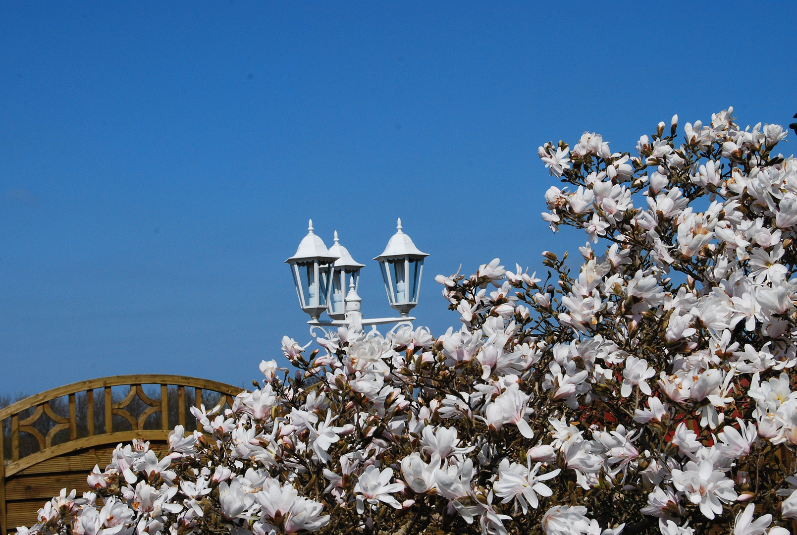 Majestätischer Himmel über den Magnolien