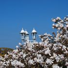 Majestätischer Himmel über den Magnolien