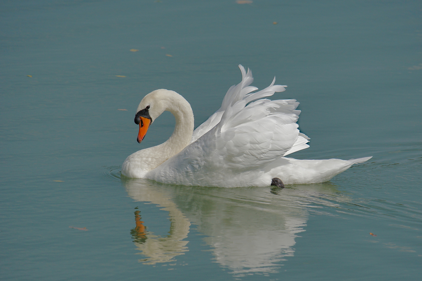 Majestätischer Höckerschwan am Kardorfer Illerstausee