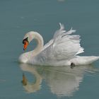 Majestätischer Höckerschwan am Kardorfer Illerstausee