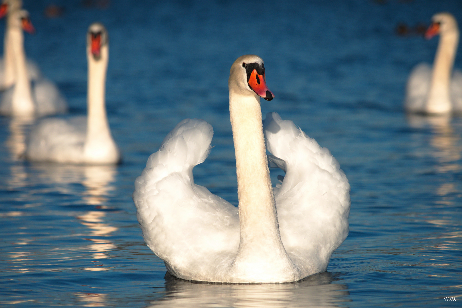 majestätischer Schwan in der Januar-Nachmittagssonne auf der Lechstaustfe 22