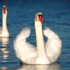 majestätischer Schwan in der Januar-Nachmittagssonne auf der Lechstaustfe 22