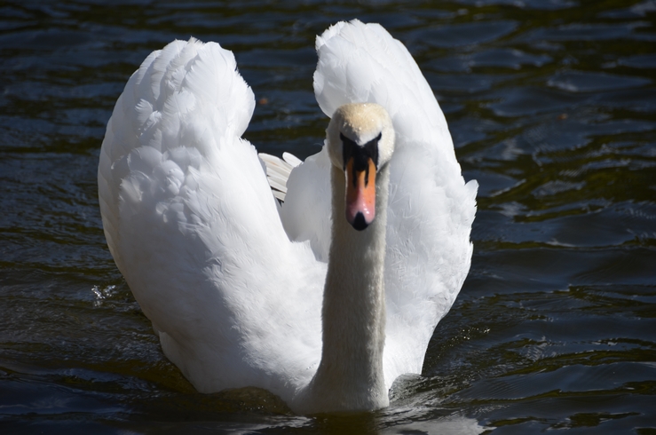 Majestätischer Schwan in königlichen Gewässern