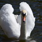 Majestätischer Schwan in königlichen Gewässern