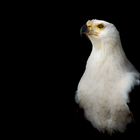 Majestätischer Seeadler