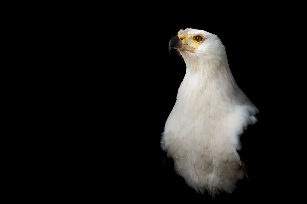 Majestätischer Seeadler