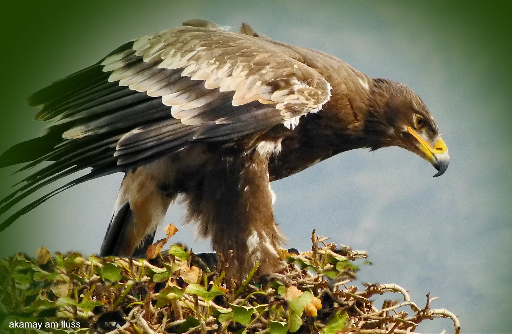 Majestätischer Seeadler