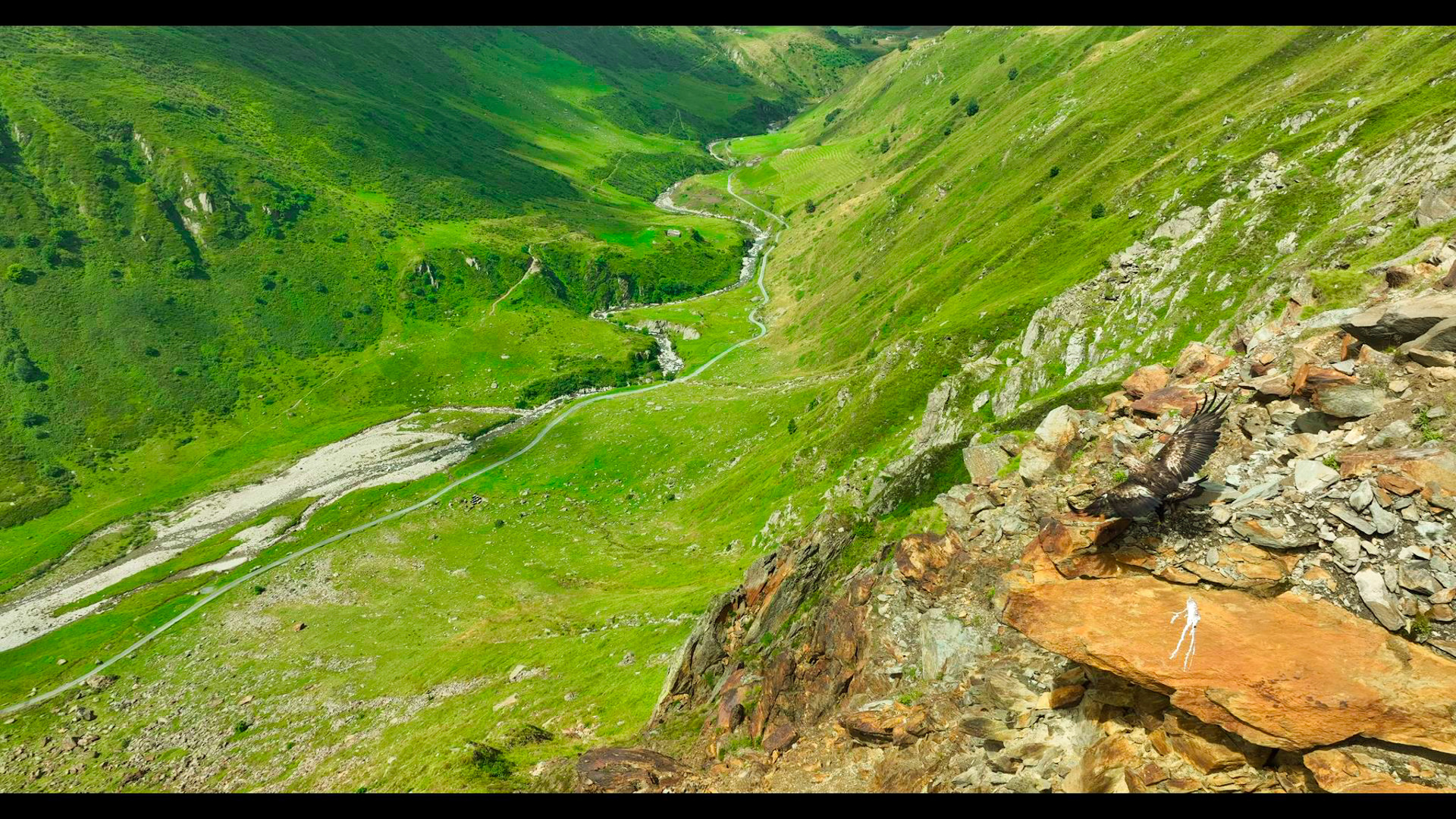 Majestätischer Steinadler in den Alpen