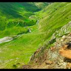 Majestätischer Steinadler in den Alpen