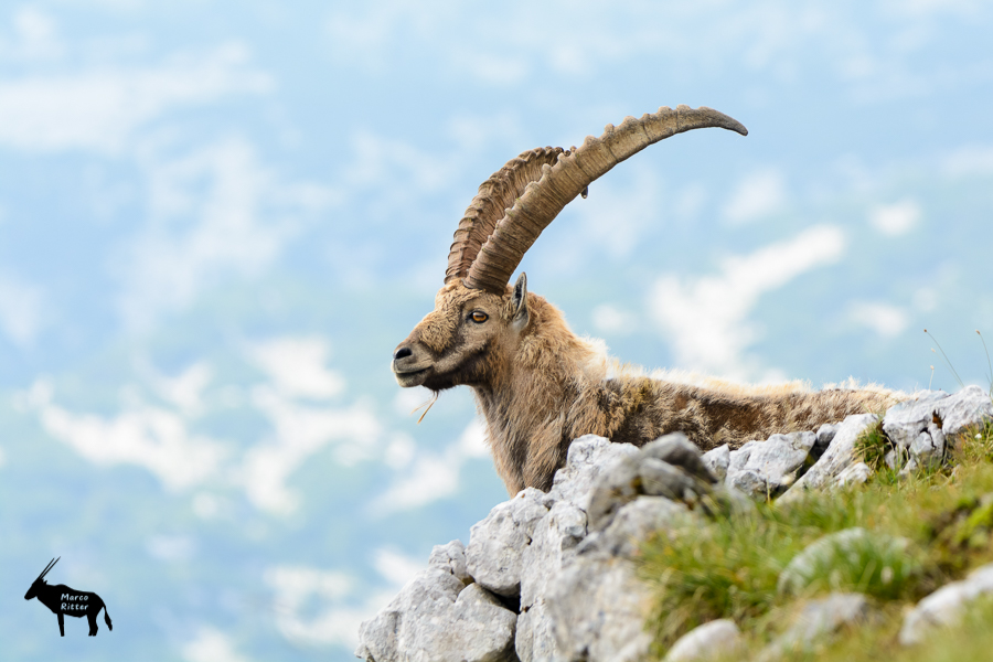 Majestätischer Steinbock