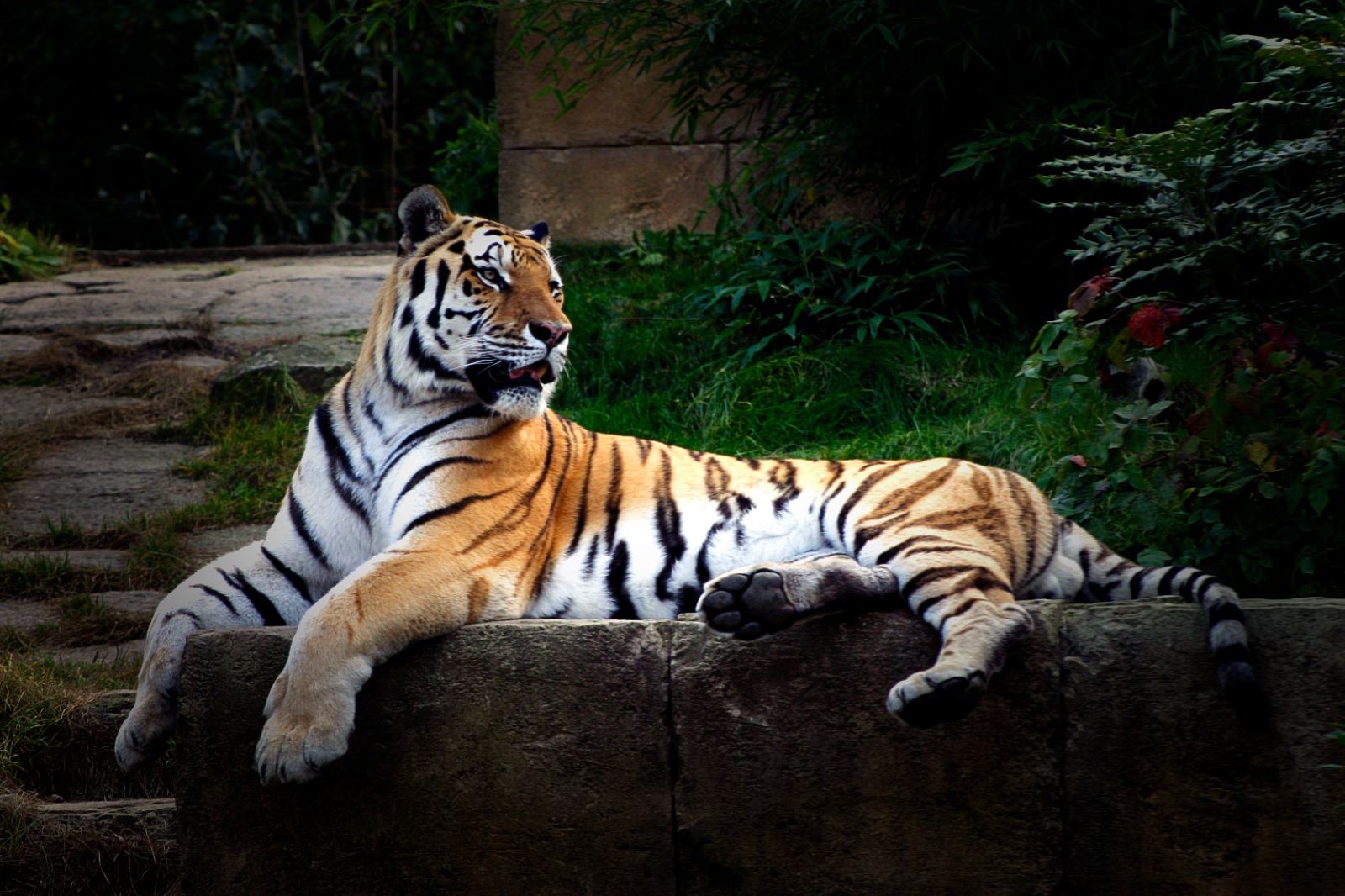 Majestätischer Tiger