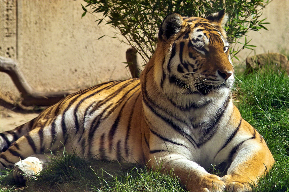 Majestätischer Tiger